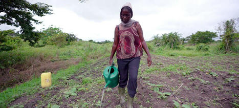 160 maraîchers ivoiriens engagés dans une transition agroécologique de leurs pratiques | Cirad | Agroecologie et Systèmes Alimentaires Durables | Scoop.it