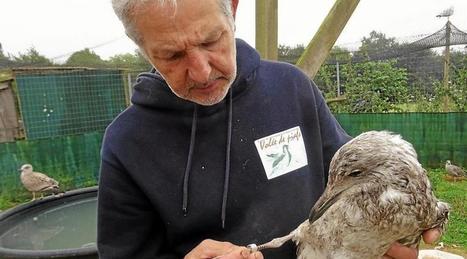 La moitié des oiseaux de Bretagne est menacée ! | Les oiseaux au gré du vent | Scoop.it