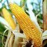 Les OGM, une opportunité à saisir pour la France - Publication - Fondation Concorde | Plant and Seed Biology | Scoop.it