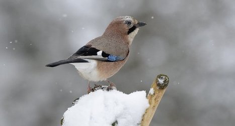 Les 30 et 31 janvier 2016, 4e édition du comptage national des oiseaux des jardins !  - LPO | Biodiversité | Scoop.it