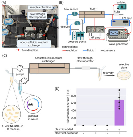An automated platform for accelerating and focusing adaptive laboratory evolution | meg | RMH | Scoop.it