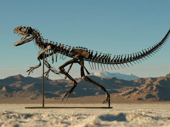 Fossils join the ranks of alt investments, and scientists have a bone to pick | Family Office & Billionaire Report - Empowering Family Dynasties | Scoop.it