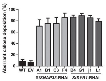 New Phytologist: Activation of defense against Phytophthora infestans in potato by down-regulation of syntaxin gene expression | Plants and Microbes | Scoop.it