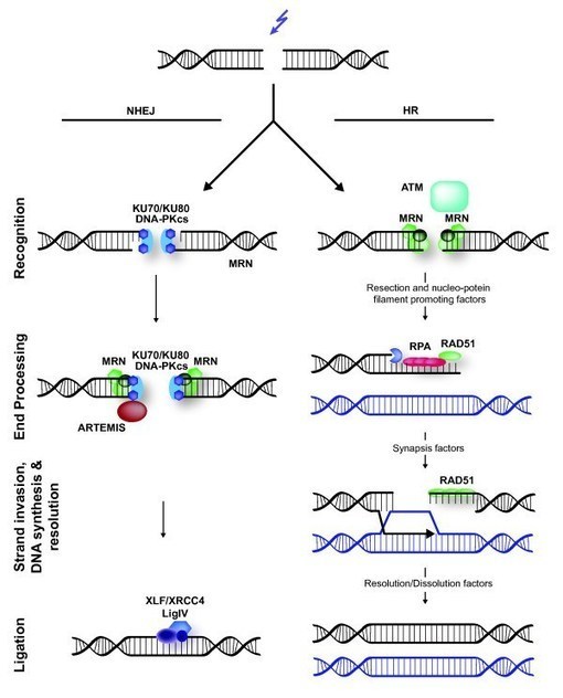 Crispr Ips Cells Ipsc Als Tdp-43 Tdp43 