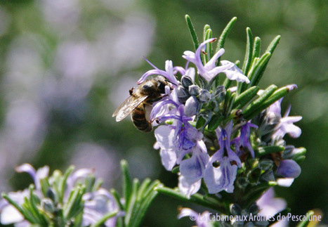 Romarin camphré (Rosmarinus officinalis) | La Cabane aux Arômes | Scoop.it