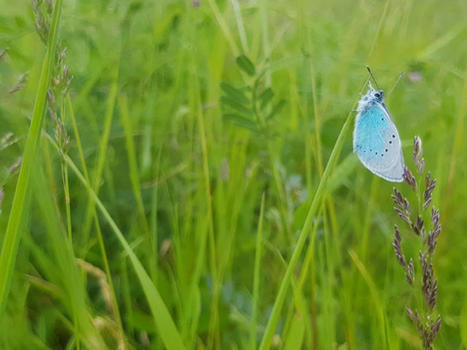 Retour sur la Fête de la Nature à l'Opie | Variétés entomologiques | Scoop.it