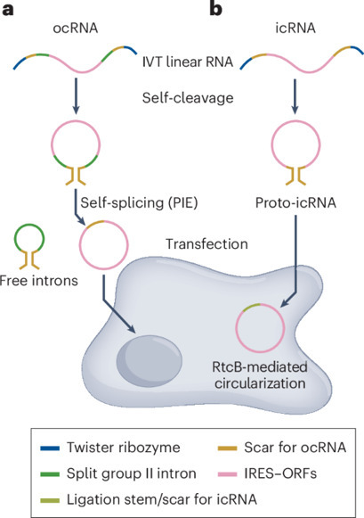 Expanded toolkits for RNA circularization | Nbe | RMH | Scoop.it