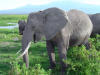 Mystery of elephant infrasounds revealed | Dr. Goulu | Scoop.it