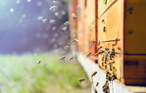 Les animaux peuvent-ils inspirer le monde de l’entreprise ? | Prospectives et nouveaux enjeux dans l'entreprise | Scoop.it