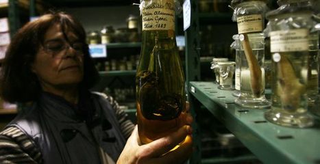 Les trésors du Muséum d’histoire naturelle de Nice à répertorier | Variétés entomologiques | Scoop.it