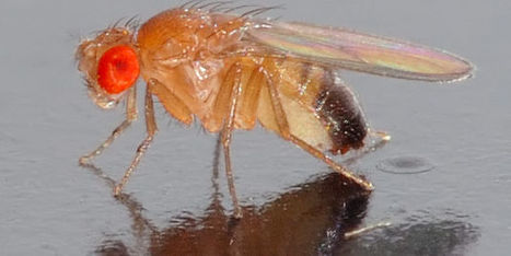 L’ombre de la peur plane sur la mouche | EntomoNews | Scoop.it