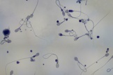Individual Sperm Genomes Sequenced for First Time | 21st Century Innovative Technologies and Developments as also discoveries, curiosity ( insolite)... | Scoop.it