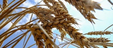 This animated map shows the dramatic spread of agriculture over the last 300 years | History 2[+or less 3].0 | Scoop.it