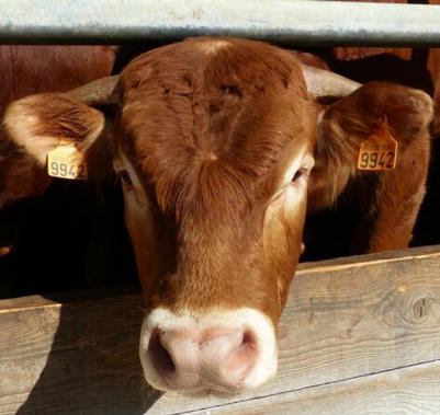 Bilan d’engraissement des animaux sur le système Limousin Bio | Actualité Bétail | Scoop.it