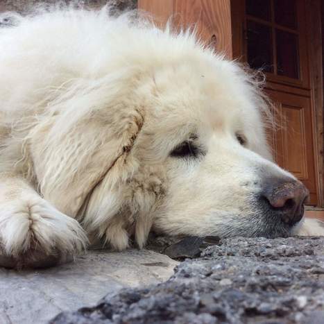 Vinca la patou de Soulan a rejoint le paradis des patous aujourd'hui 1er août à l'âge de 13 ans et demi . Bien triste . | Vallées d'Aure & Louron - Pyrénées | Scoop.it