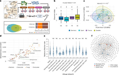 Thiamine cross-feeding drives microbial coexistence in the leaf microbiome&nbsp; | Plant-Microbe Symbiosis | Scoop.it