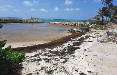 Guadeloupe : Vers une « année noire » avec des échouements records de sargasses | Biodiversité | Scoop.it