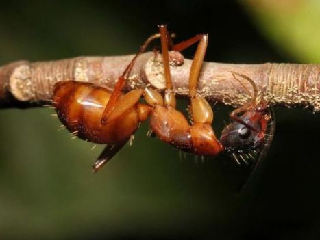 Le parasite qui transforme les fourmis en zombies ne se cache pas... dans le cerveau | EntomoNews | Scoop.it