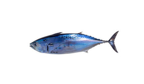 MEDITERRANEAN : Little tunny and bluefin tuna are not the same FISH | CIHEAM Press Review | Scoop.it