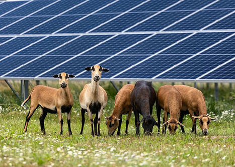 Agrivoltaïsme : la filière prend ombrage de la proposition de loi Lecamp | Banque des territoires | La SELECTION du Web | CAUE des Vosges - www.caue88.com | Scoop.it