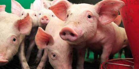 80 licenciements à l’abattoir Goemaere | La Gazette des abattoirs | Scoop.it