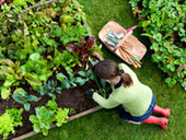 Why Gardening Is Good for Your Health - MSN Health - Health Topics | Gardening Life | Scoop.it
