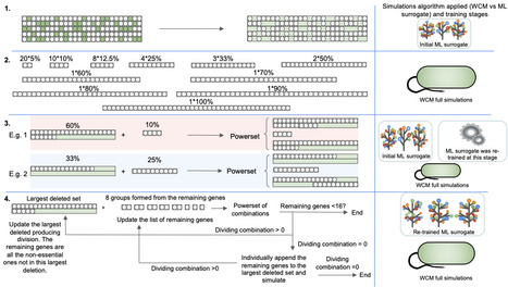 Accelerated design of Escherichia coli genomes with reduced size using a whole-cell model and machine learning surrogate | Brvsb | RMH | Scoop.it