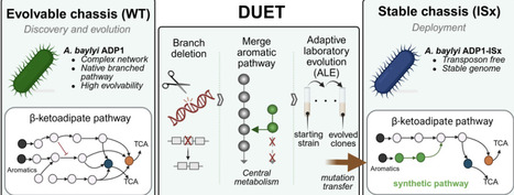 Dual-Chassis Strategy for Bridging Adaptive Evolution and Rational Design for Synthetic Biology | brve | RMH | Scoop.it
