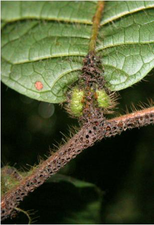 Une fourmi qui fait grandir, fleurir et fructifier sa plante hôte | EntomoNews | Scoop.it