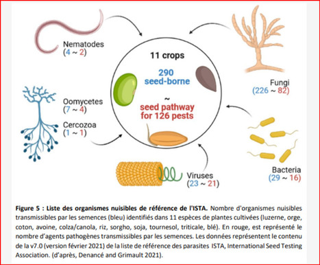 Microbiote des semences et protection agroécologique - CER France | Pour innover en agriculture | Scoop.it