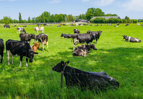 Le prix du lait standard en léger repli par rapport à 2023 | Economie de l'Elevage | Scoop.it