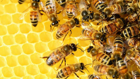 Le frelon asiatique, un ennemi mortel pour l'abeille | Vallées d'Aure & Louron - Pyrénées | Scoop.it