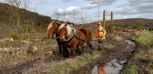 Environnement. Pourquoi 12 hectares de peupliers ont &eacute;t&eacute; ras&eacute;s pr&egrave;s de Port-J&eacute;r&ocirc;me ? | Une semaine d'actu - Newsletter de veille de l'AURH | Scoop.it