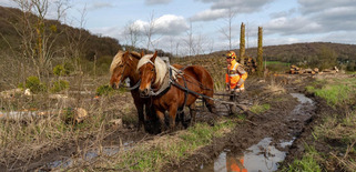 Environnement. Pourquoi 12 hectares de peupliers ont &eacute;t&eacute; ras&eacute;s pr&egrave;s de Port-J&eacute;r&ocirc;me ? | Veille territoriale AURH | Scoop.it