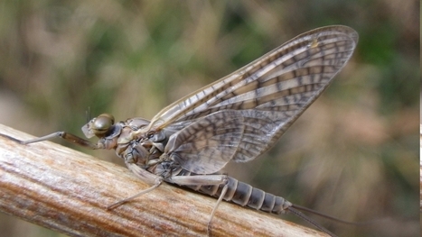 Espoirs du printemps - OPIE-BENTHOS | Variétés entomologiques | Scoop.it