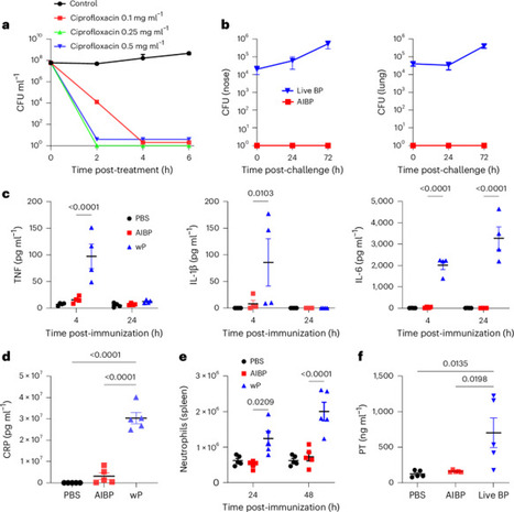 Respiratory immunization using antibiotic-inactivated Bordetella pertussis confers T cell-mediated protection against nasal infection in mice | Nature Microbiology | Mucosal Immunity | Scoop.it