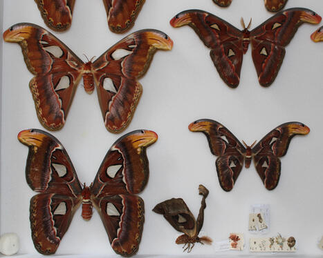 Insectes d&rsquo;ici et d&rsquo;ailleurs | Vari&eacute;t&eacute;s entomologiques | Scoop.it