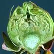 Qu'est-ce que la gémmothérapie ou thérapie par les bourgeons? | Beauté, santé, des soins, des cosmétiques naturels aux plantes, à fabriquer soi-même | Scoop.it