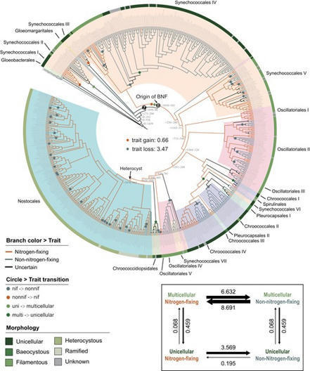 Phylogenomics Uncovers Evolutionary Trajectory ...