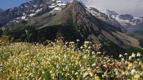 Alpinisme et botanique | Biodiversité | Scoop.it