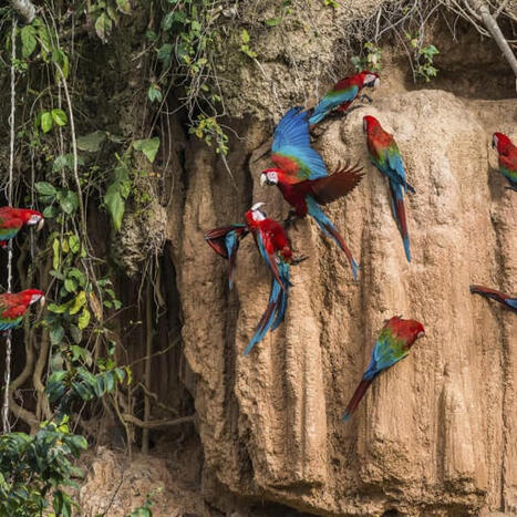 TEACH: Use a case study to explore local and global effects of deforestation in the Amazon rainforest | RAINFOREST EXPLORER | Scoop.it