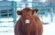 Canada. Forte concurrence dans l'abattage des bovins | La Gazette des abattoirs | Scoop.it