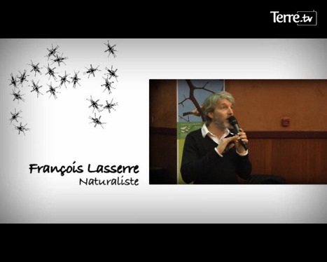 Idée reçue n°2 : les moustiques sont attirés par la lumière ! | Variétés entomologiques | Scoop.it