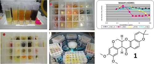 Deguelins, Natural Product Modulators of NF1-Defective Astrocytoma Cell Growth Identified by High-Throughput Screening of Partially Purified Natural Product Extracts | Natural Products Chemistry Breaking News | Scoop.it