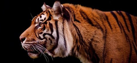 Do You Intimidate Others? Here's How to Know | Entrepreneurship, Innovation | Scoop.it