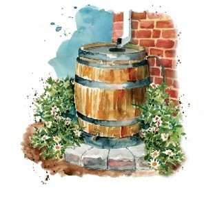 Use rainwater in your garden | Gardening Life | Scoop.it