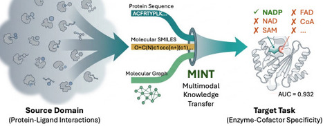 MINT: Predicting Enzyme-Cofactor Specificity by Multimodal Knowledge Transfer from Protein-Ligand Interactions | brvai | RMH | Scoop.it