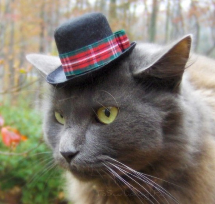 Животные шляпа. Кот в шляпе. Котик в шляпке. Шляпы для котов. Кот в русской шляпе.