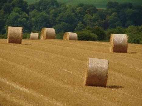 La paille doit-elle être utilisée en construction, en énergie ou les deux ? | Build Green, pour un habitat écologique | Scoop.it