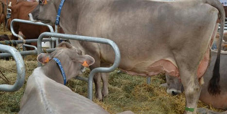 Intrants, matières premières, énergie : l'ombre de la guerre en Ukraine pèse toujours sur la filière agricole | Actualité Bétail | Scoop.it